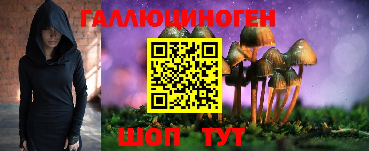 Галлюциногенные грибы Psilocybe Сальск